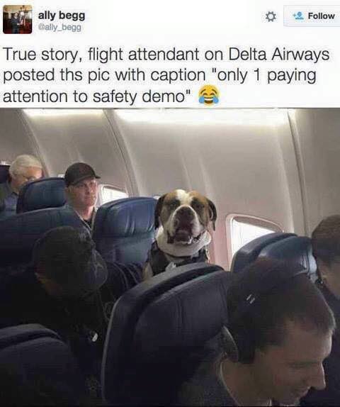 memes - he's a good boy - ally begg Gally_begg 2 True story, flight attendant on Delta Airways posted ths pic with caption "only 1 paying attention to safety demo"