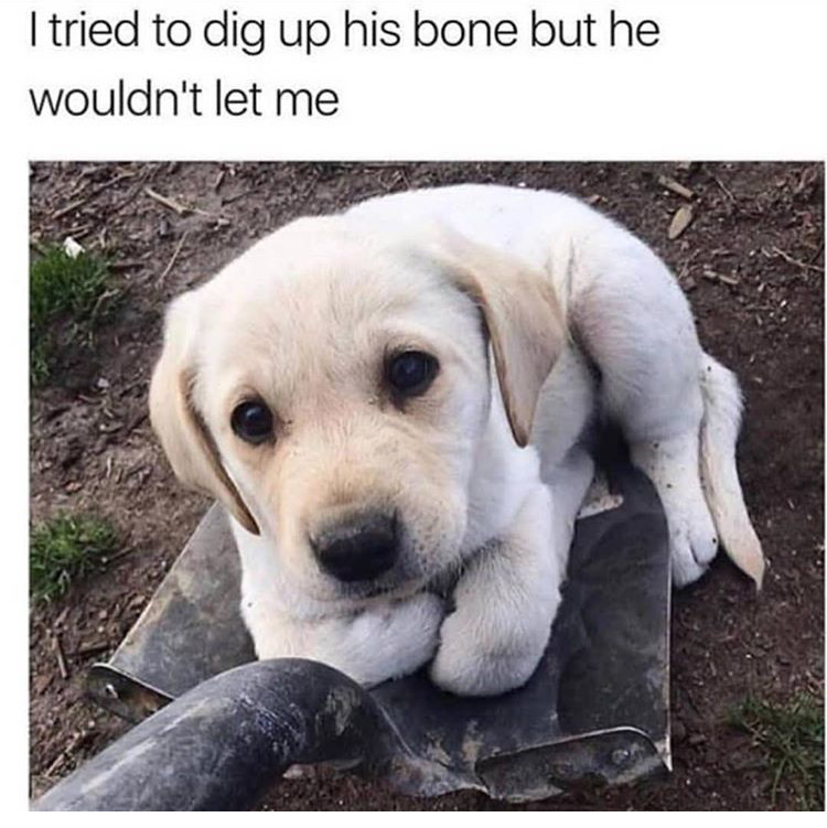 memes - funny dog memes - I tried to dig up his bone but he wouldn't let me