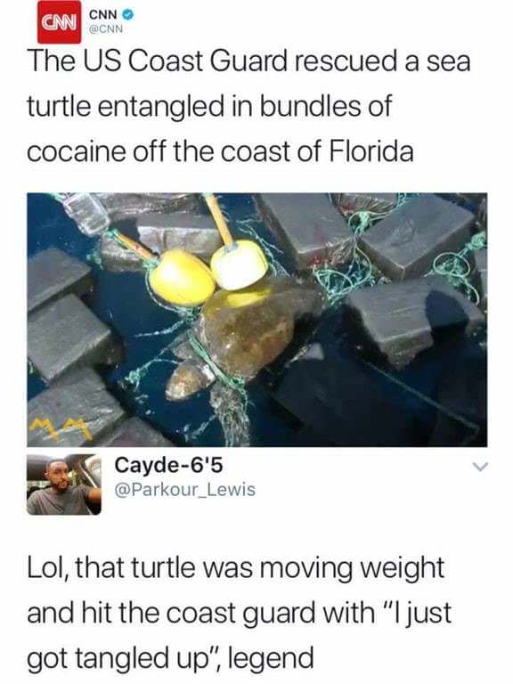 turtle wrapped in coke meme - Cnn Cnn The Us Coast Guard rescued a sea turtle entangled in bundles of cocaine off the coast of Florida Cayde6'5 Lol, that turtle was moving weight and hit the coast guard with "I just got tangled up", legend