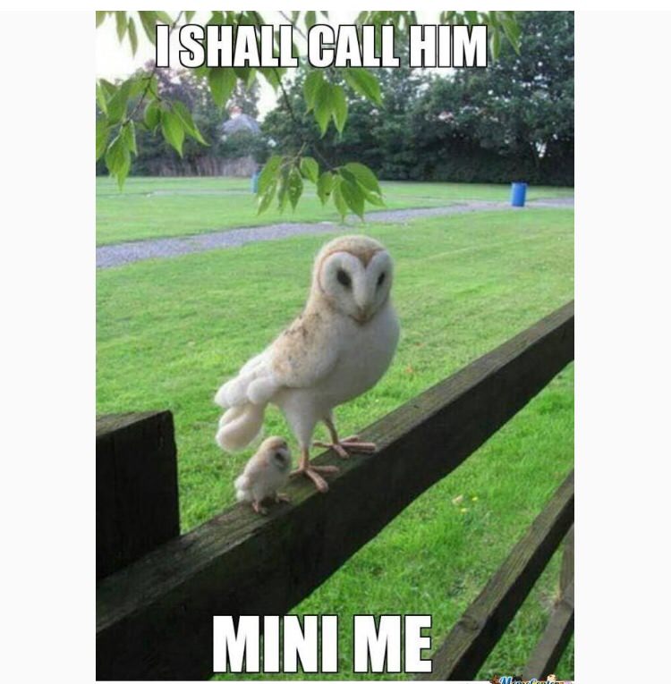 owl and baby owl - "Mishallcall Him Mini Me