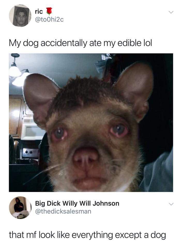 dog ate edible meme - ric My dog accidentally ate my edible lol Big Dick Willy Will Johnson that mf look everything except a dog