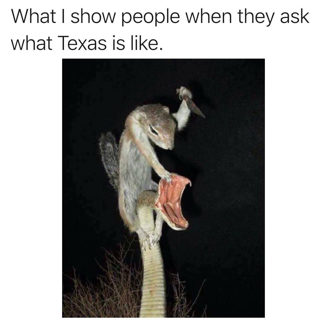 texas meme - What I show people when they ask what Texas is .