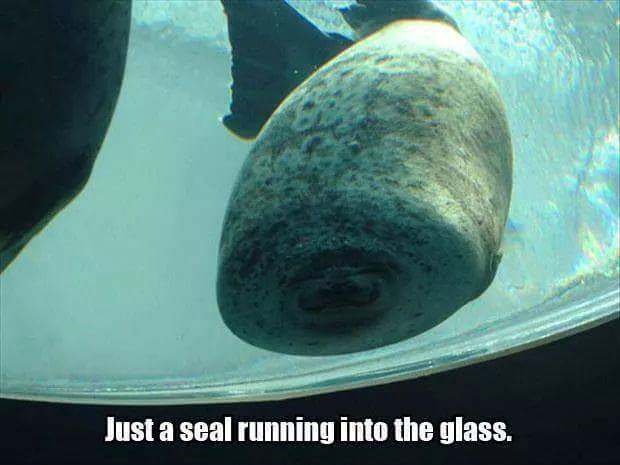 seal ran into glass - Just a seal running into the glass.