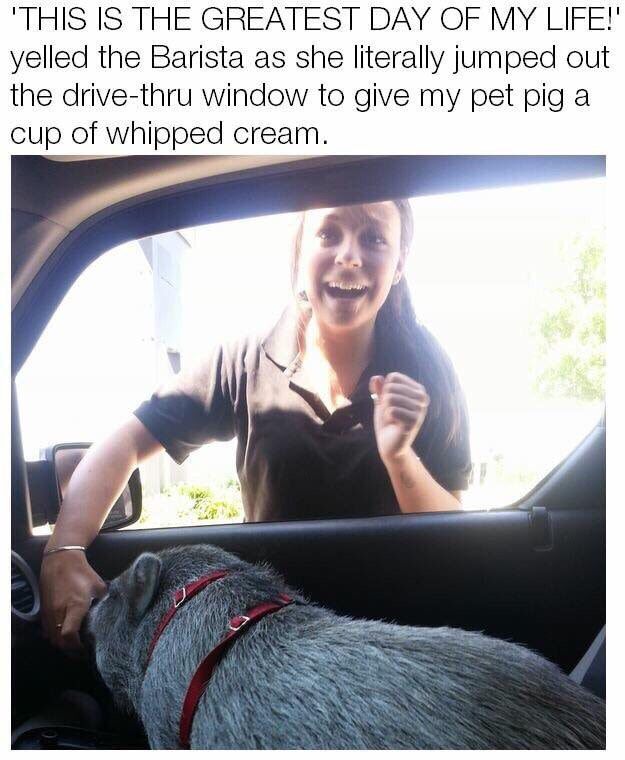 memes - barista pig - 'This Is The Greatest Day Of My Life!' yelled the Barista as she literally jumped out the drivethru window to give my pet pig a cup of whipped cream.