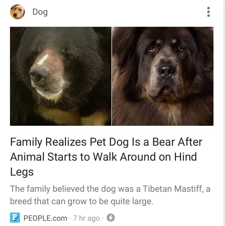 family realizes dog is a bear - Dog Family Realizes Pet Dog Is a Bear After Animal Starts to Walk Around on Hind Legs The family believed the dog was a Tibetan Mastiff, a breed that can grow to be quite large. P People.com 7 hr ago