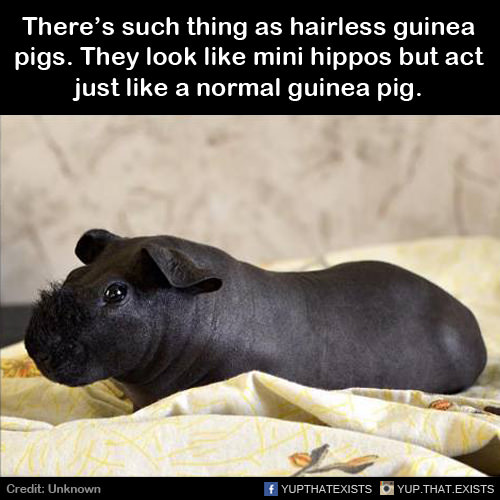 hairless guinea pig - There's such thing as hairless guinea pigs. They look mini hippos but act just a normal guinea pig. Credit Unknown Yupthatexists Yup. That.Exists
