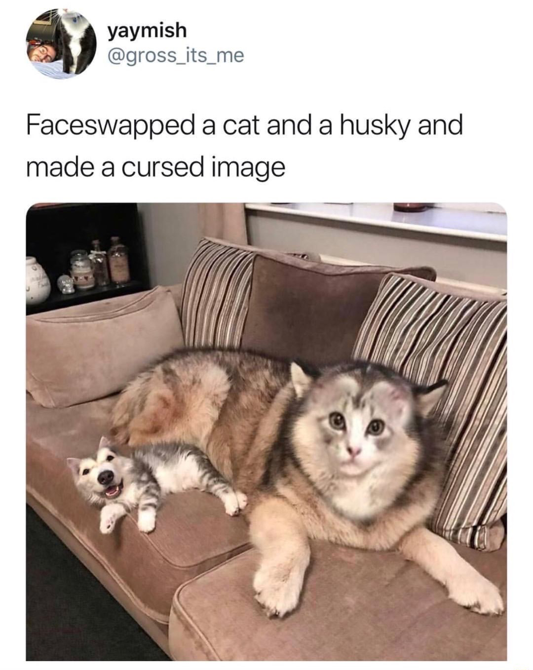 face swapped cat and husky - yaymish Faceswapped a cat and a husky and made a cursed image