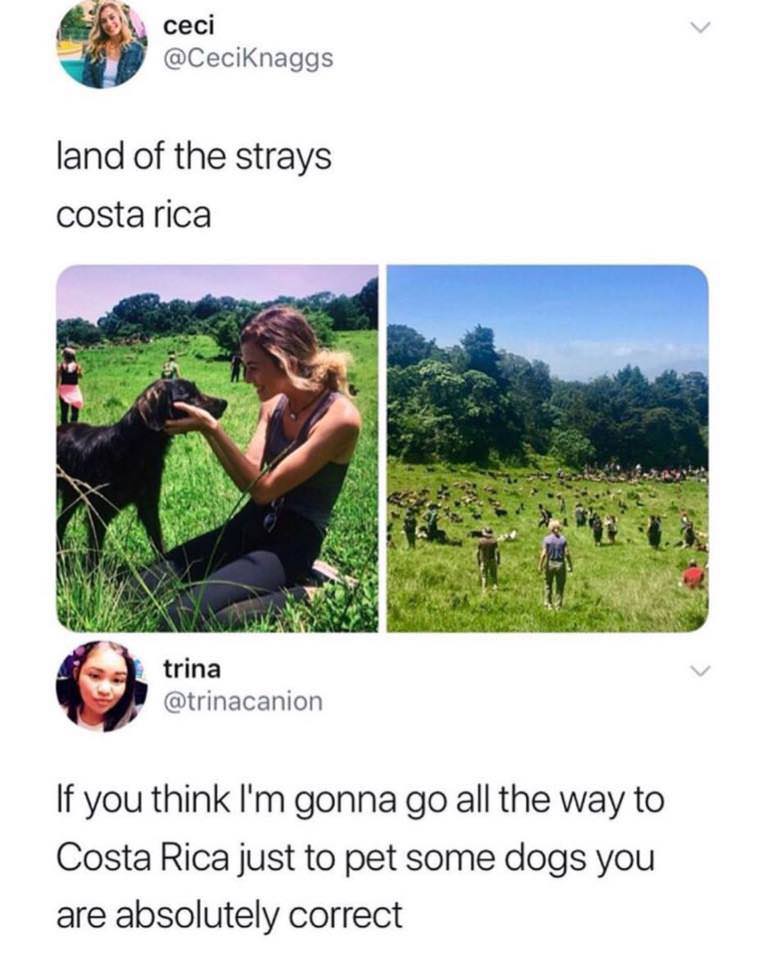 costa rica - land of the strays costa rica trina If you think I'm gonna go all the way to Costa Rica just to pet some dogs you are absolutely correct