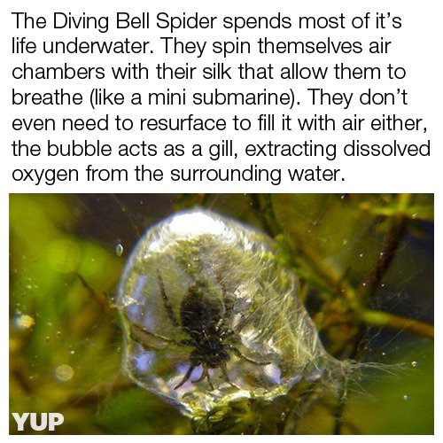 underwater spider - The Diving Bell Spider spends most of it's life underwater. They spin themselves air chambers with their silk that allow them to breathe a mini submarine. They don't even need to resurface to fill it with air either, the bubble acts as