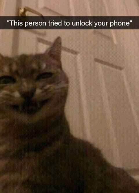 snapchat of cat that tried unlocking your phone
