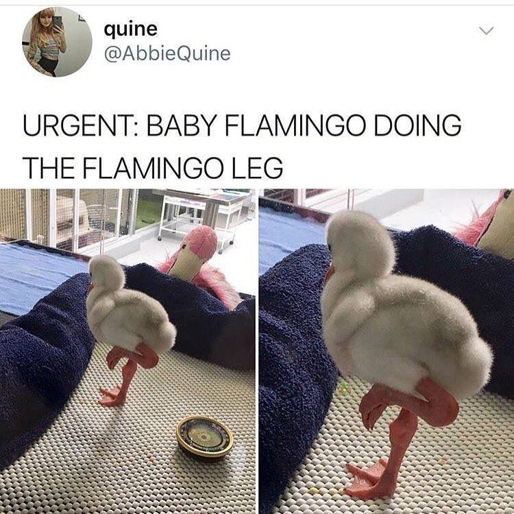 Flamingo baby trying to flamingo
