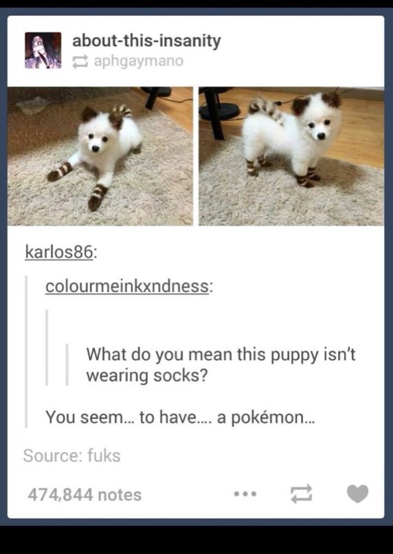 cute dog that has socks on his fur