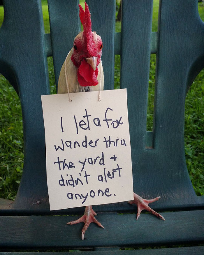 chicken shaming - I leta for Wander this the yard & didn't alert anyone.