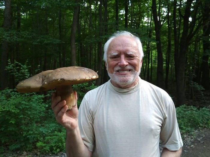 hide the pain harold mushroom