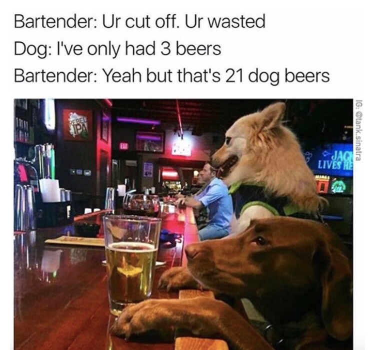 dog at bar meme - Bartender Ur cut off. Ur wasted Dog I've only had 3 beers Bartender Yeah but that's 21 dog beers Ig .sinatra Lives He
