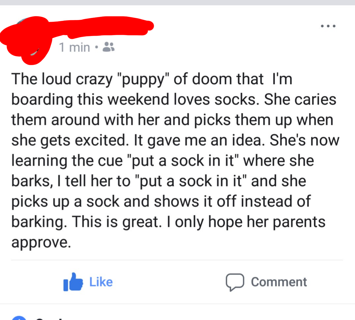 terrible facebook post - 1 min. The loud crazy "puppy" of doom that I'm boarding this weekend loves socks. She caries them around with her and picks them up when she gets excited. It gave me an idea. She's now learning the cue "put a sock in it" where she