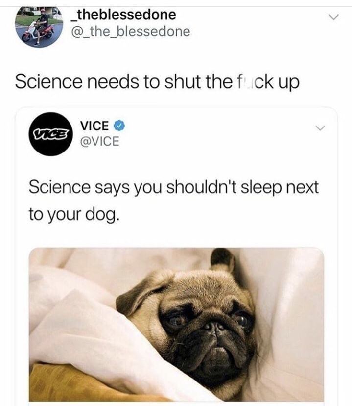 bed pugs - _theblessedone Science needs to shut the fuck up Vice Vice Science says you shouldn't sleep next to your dog.