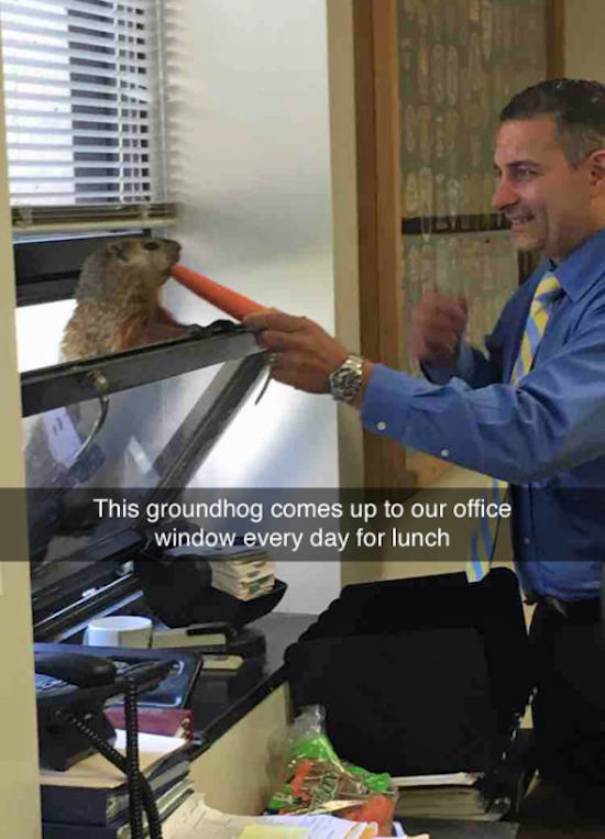 Groundhog - This groundhog comes up to our office window every day for lunch