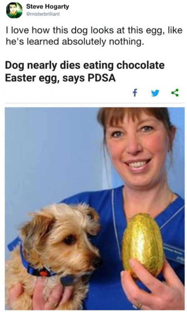 dog nearly dies eating chocolate easter egg - Steve Hogarty I love how this dog looks at this egg, he's learned absolutely nothing. Dog nearly dies eating chocolate Easter egg, says Pdsa