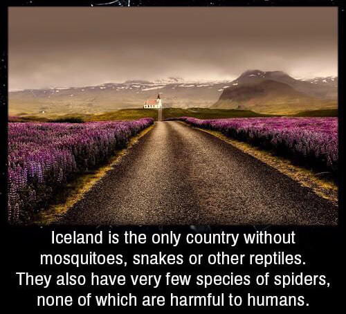 iceland is the only country in the world without mosquitoes - Iceland is the only country without mosquitoes, snakes or other reptiles. They also have very few species of spiders, none of which are harmful to humans.