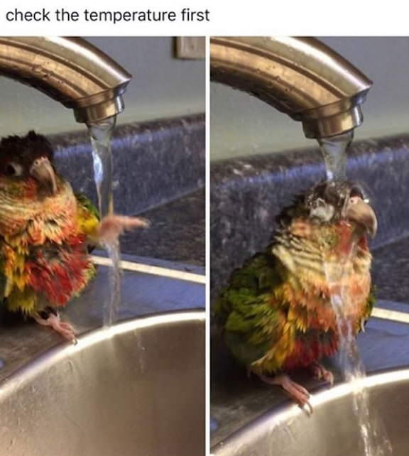 Cute meme of a bird checking the temperature first before going into the water