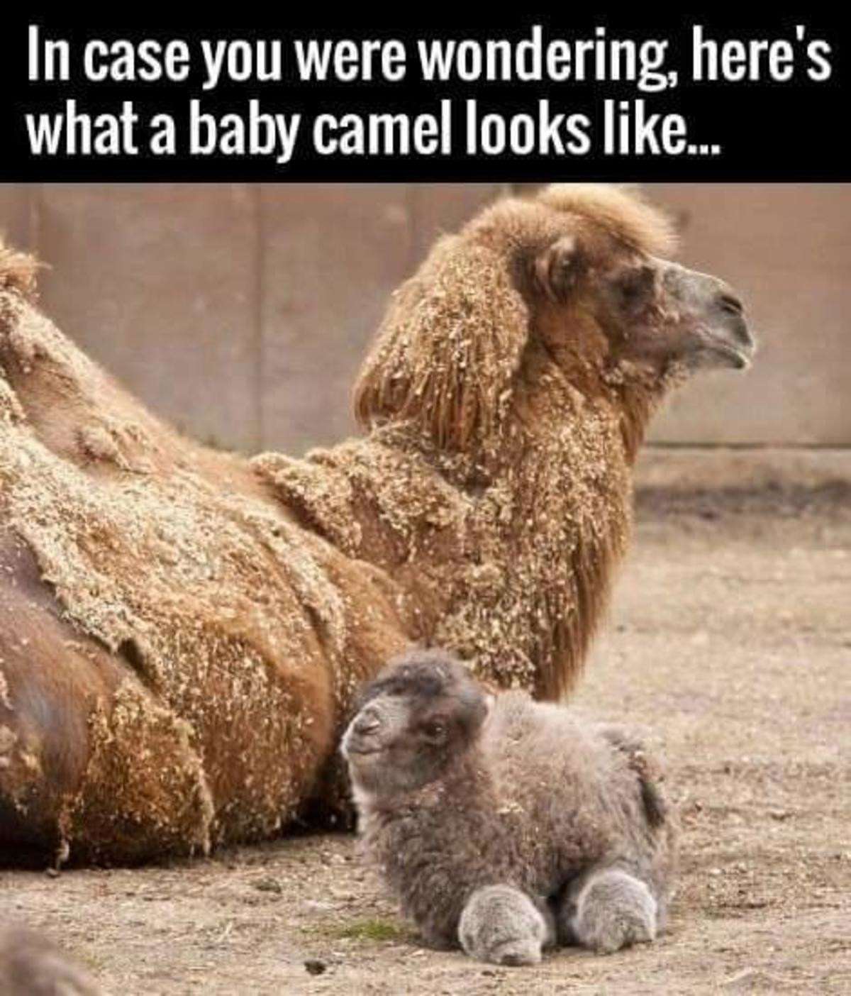 baby camels - In case you were wondering, here's what a baby camel looks ...
