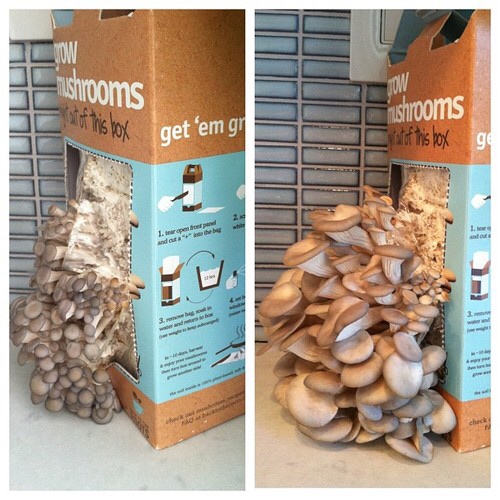 back to the roots oyster mushrooms - mushrooms ut this box get 'em gr nushrooms of this box ge Per present per