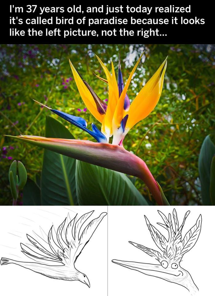 birds of paradise flower - I'm 37 years old, and just today realized it's called bird of paradise because it looks the left picture, not the right...