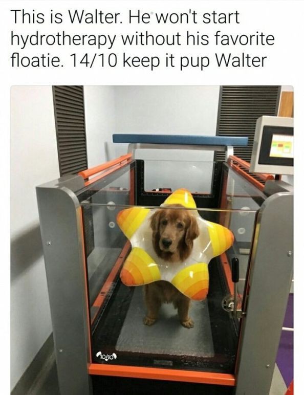 Puppy - This is Walter. He won't start hydrotherapy without his favorite floatie. 1410 keep it pup Walter 10101