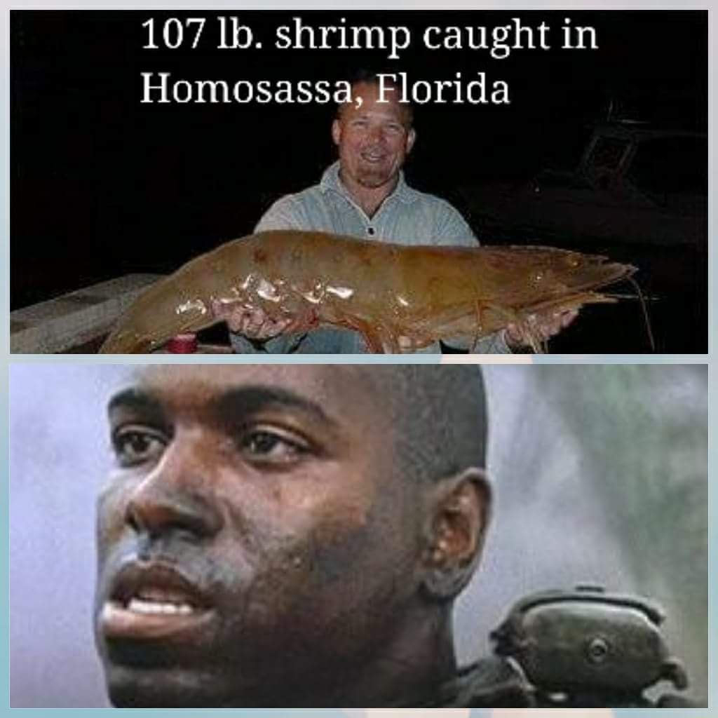 bubba gump meme - 107 lb. shrimp caught in Homosassa, Florida