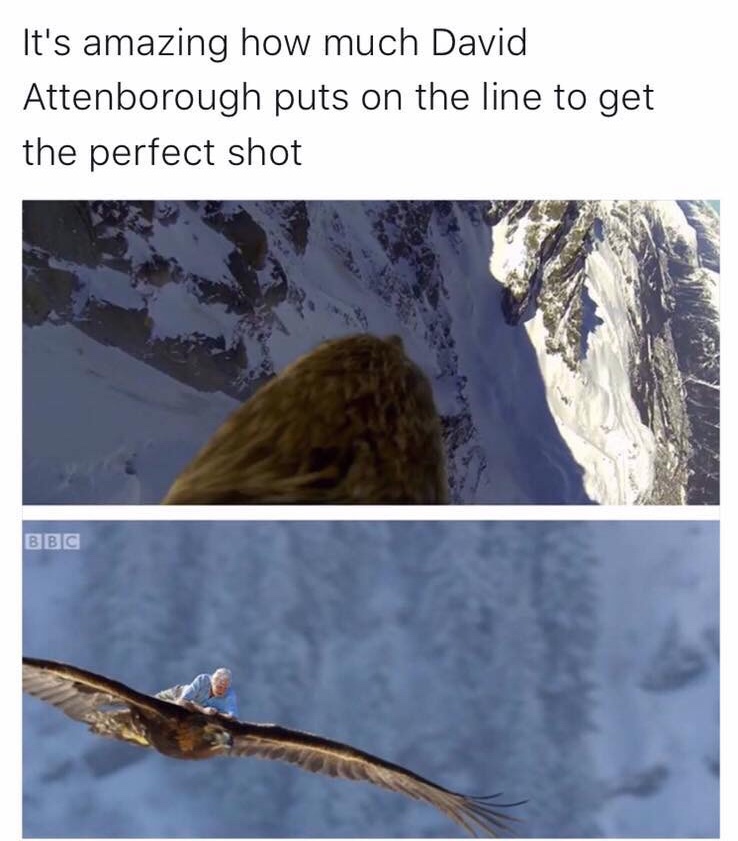 david attenborough eagle meme - It's amazing how much David Attenborough puts on the line to get the perfect shot Bbc