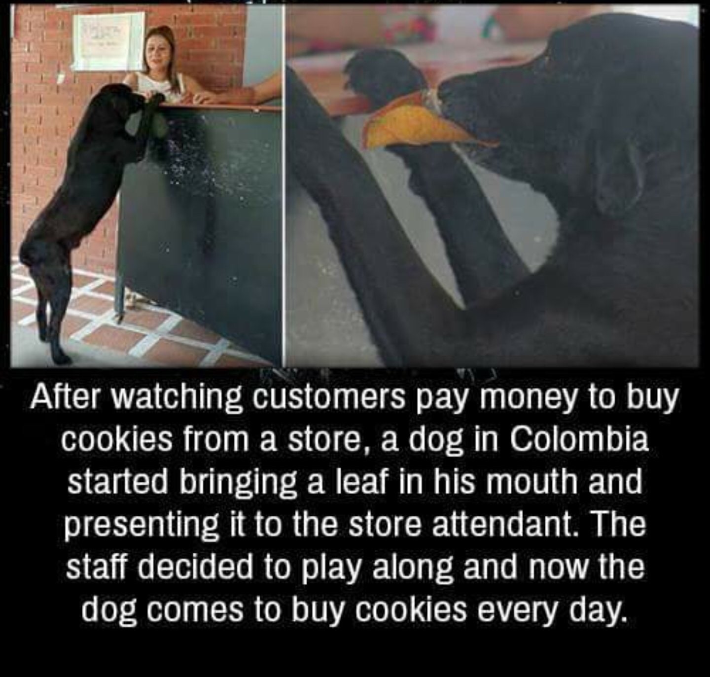dog brings leaf for cookie - After watching customers pay money to buy cookies from a store, a dog in Colombia started bringing a leaf in his mouth and presenting it to the store attendant. The staff decided to play along and now the dog comes to buy cook