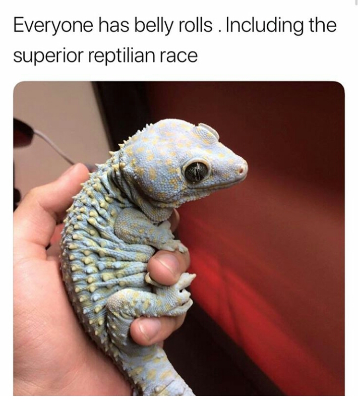 funny gecko - Everyone has belly rolls . Including the superior reptilian race