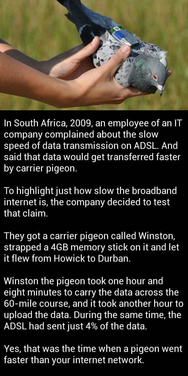 carrier pigeon internet south africa - In South Africa, 2009, an employee of an It company complained about the slow speed of data transmission on Adsl. And said that data would get transferred faster by carrier pigeon. To highlight just how slow the broa