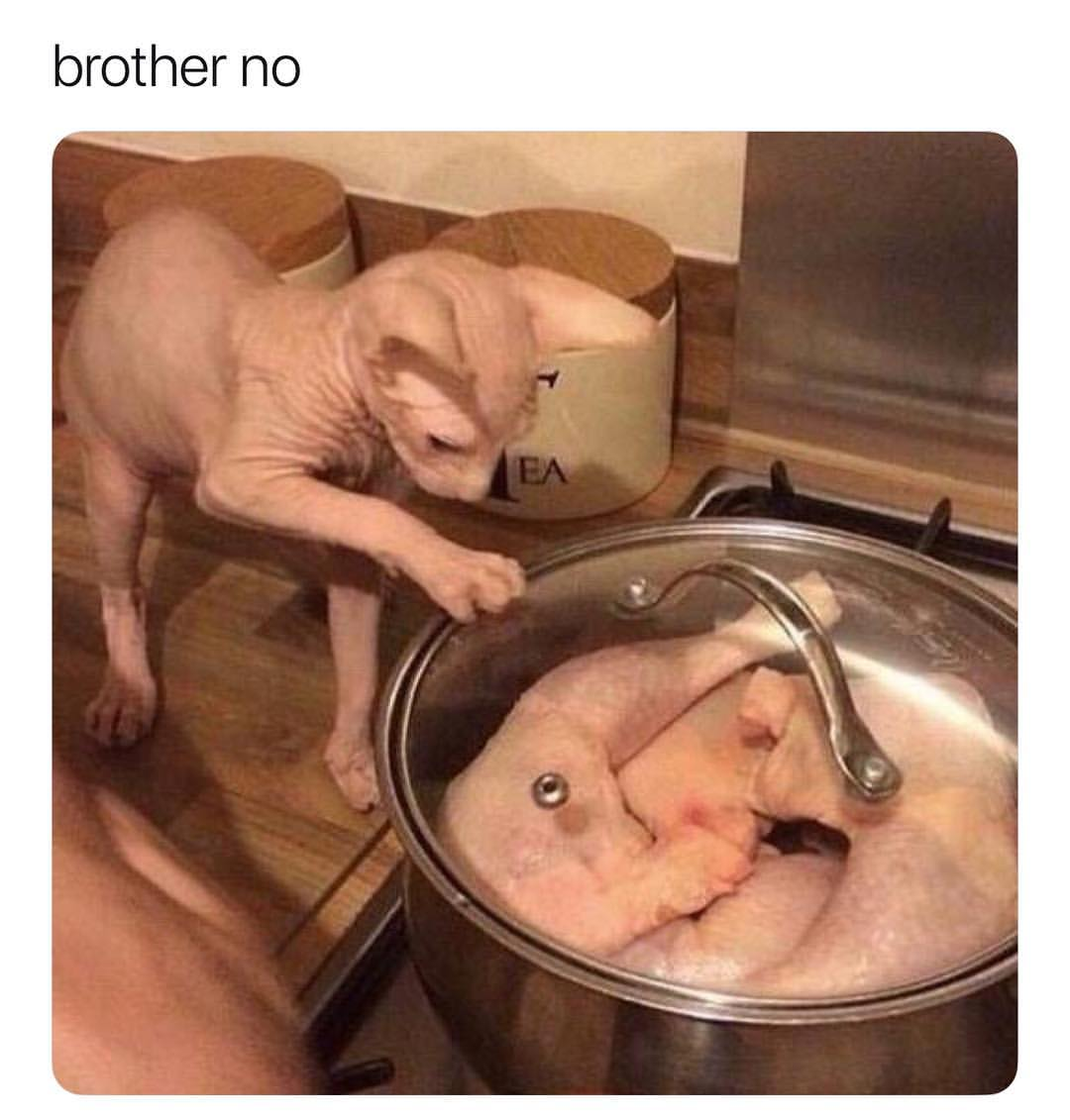 hairless cat very suspicious of the chicken being cooked