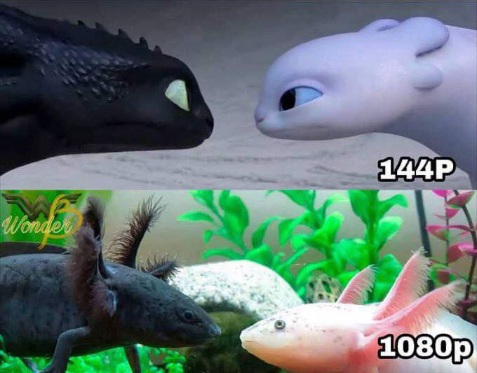 fish in water and animation as meme joke on various resolutions