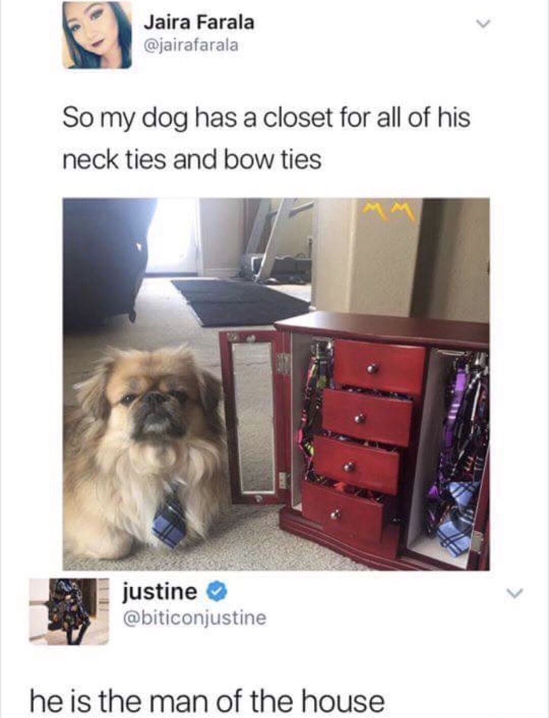 funny picture of dog that has closet for neckties abd bow ties