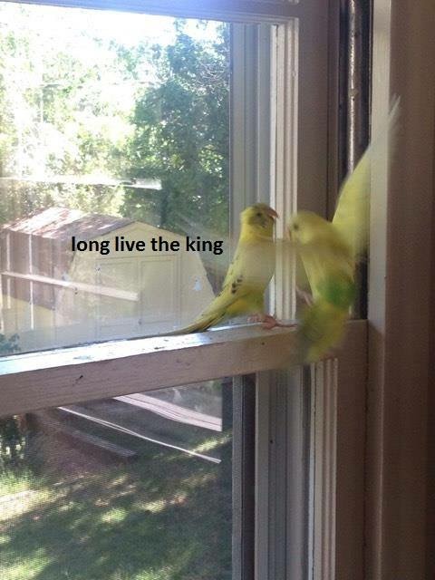 window - long live the king
