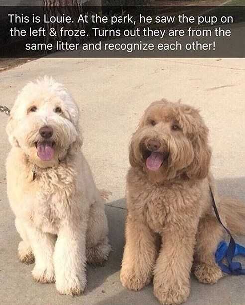 dog brothers recognize each other - This is Louie. At the park, he saw the pup on the left & froze. Turns out they are from the same litter and recognize each other!