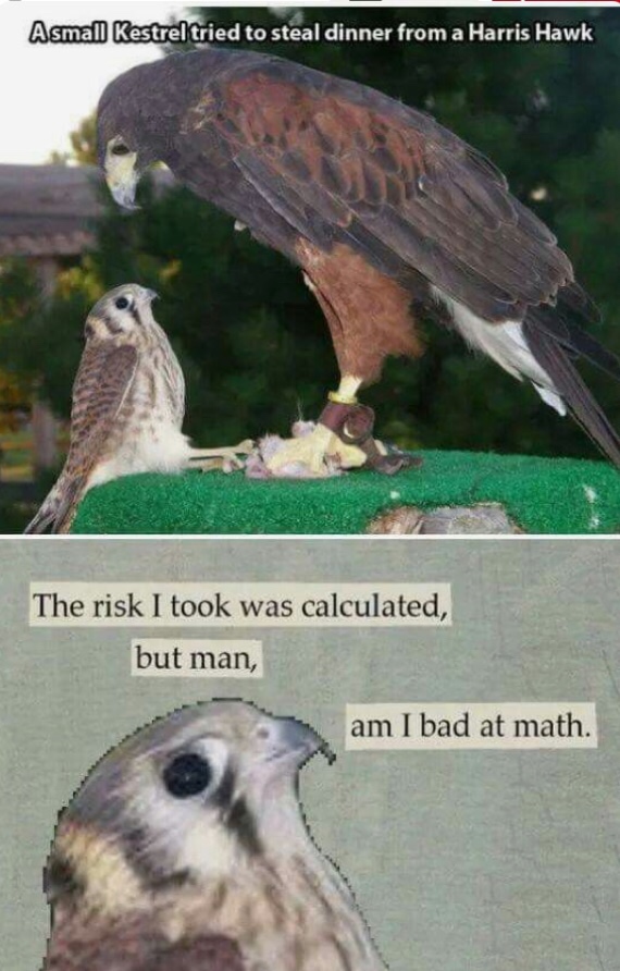 risk i took was calculated but man am i bad at math kestrel - Asmall Kestrel tried to steal dinner from a Harris Hawk The risk I took was calculated, but man, am I bad at math.