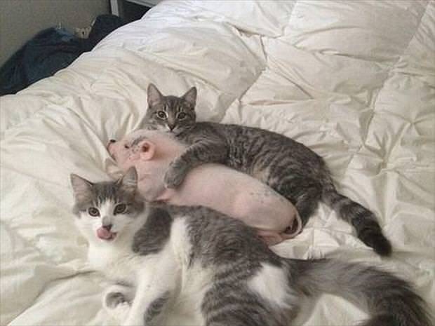 pigs and cats