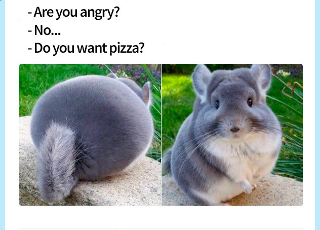 chonk chinchilla - Are you angry? No... Do you want pizza?