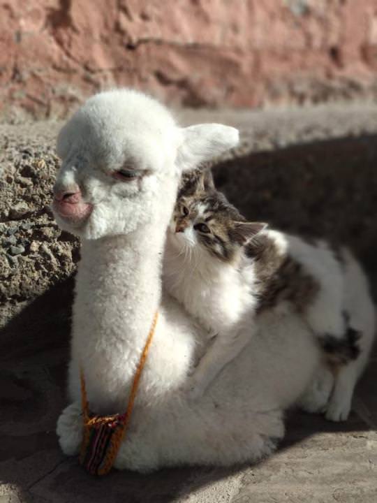 cute cat on the back of a llama