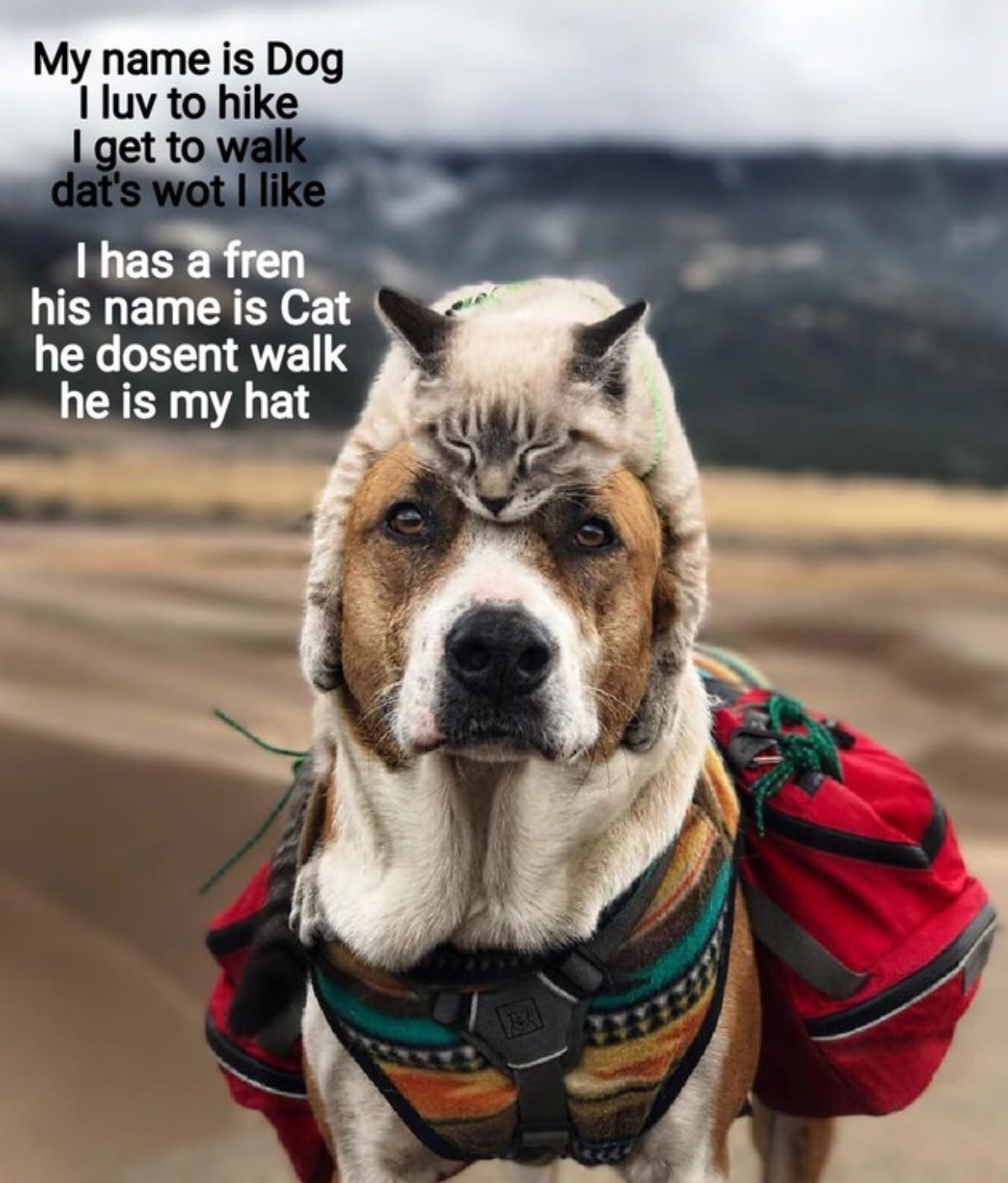 cat and dog travel together - My name is Dog I luv to hike I get to walk dat's wot I I has a fren his name is Cat he dosent walk he is my hat