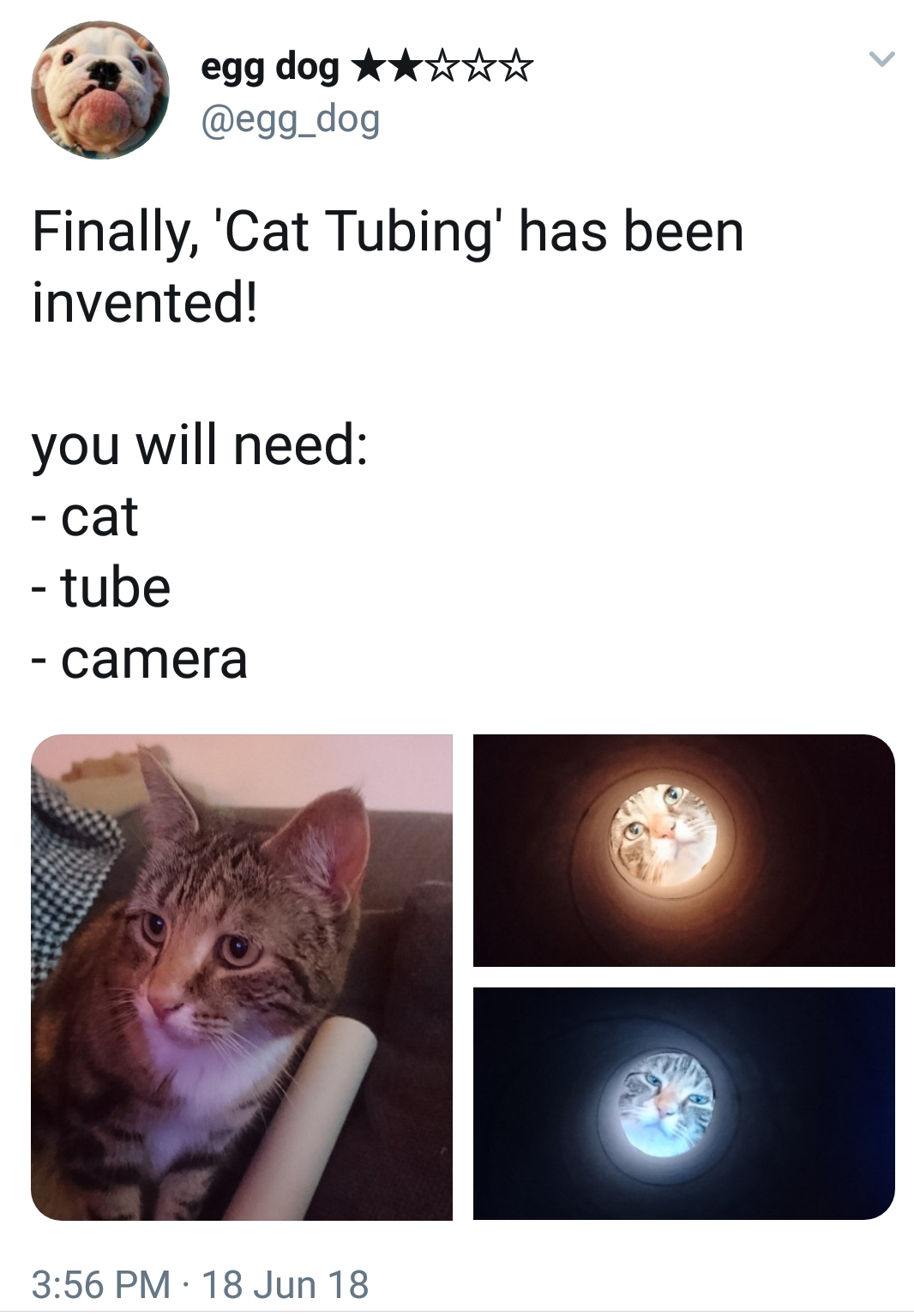 photo caption - egg dog Finally, 'Cat Tubing' has been invented! you will need cat tube camera 18 Jun 18