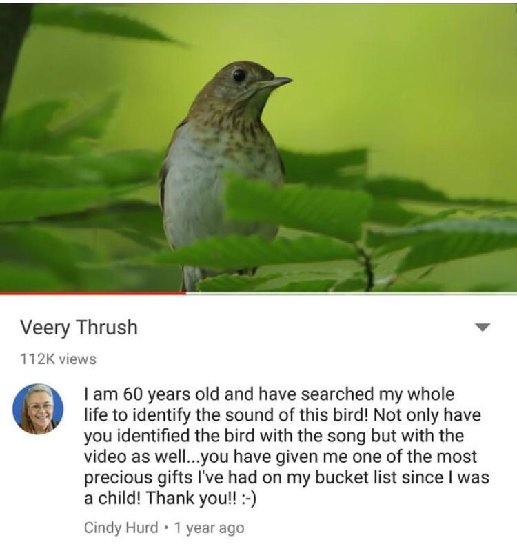 wholesome bird meme - Veery Thrush views I am 60 years old and have searched my whole life to identify the sound of this bird! Not only have you identified the bird with the song but with the video as well...you have given me one of the most precious gift