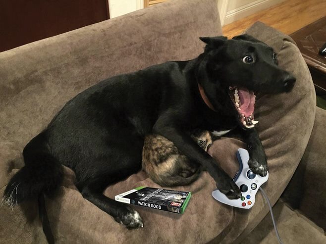 excited dog - Watch Dogs
