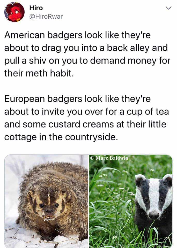 european badger meme - Hiro American badgers look they're about to drag you into a back alley and pull a shiv on you to demand money for their meth habit. European badgers look they're about to invite you over for a cup of tea and some custard creams at t