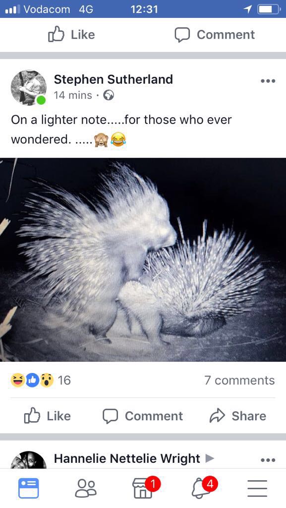 how porcupines have sex