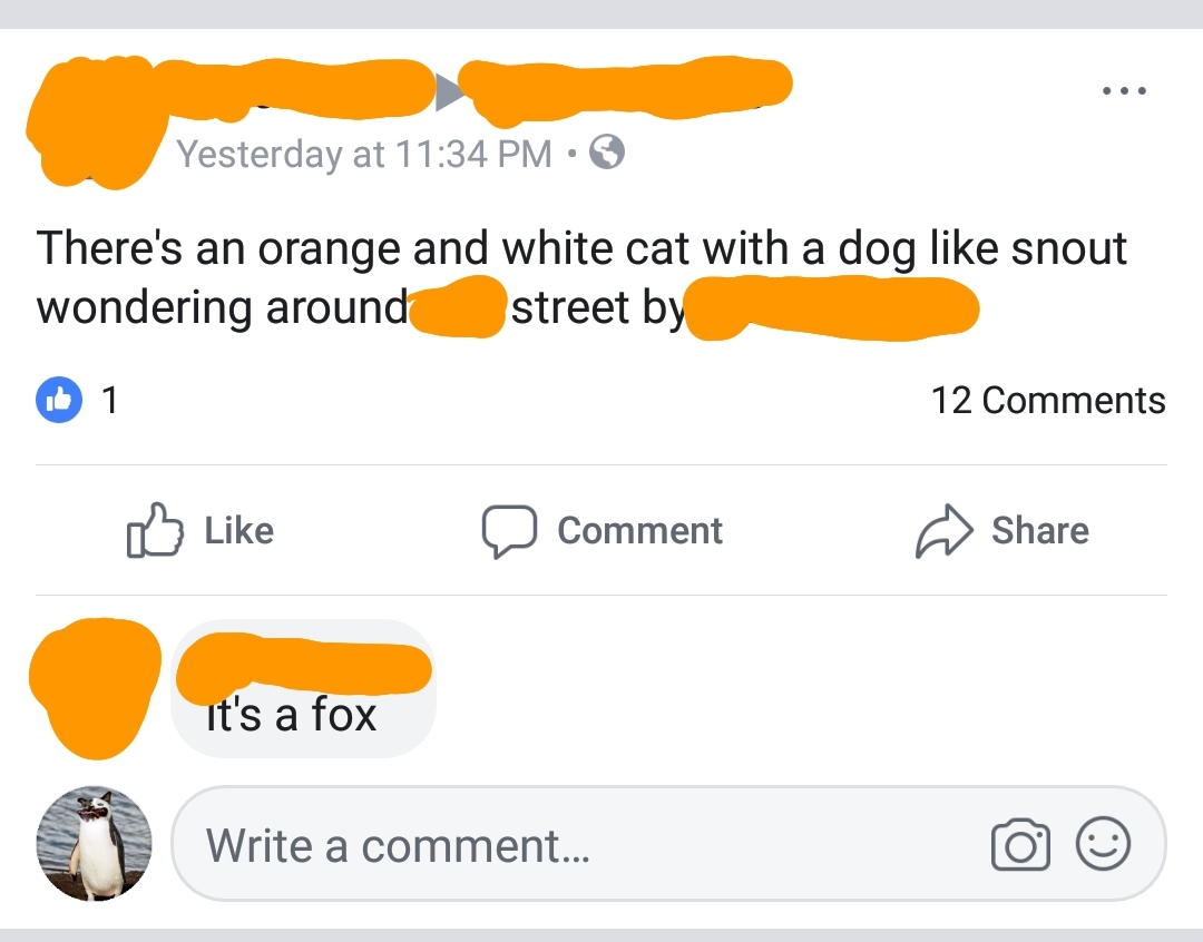 orange - Yesterday at There's an orange and white cat with a dog snout wondering around street by 0 1 12 a Comment it's a fox Write a comment... Write a commen.
